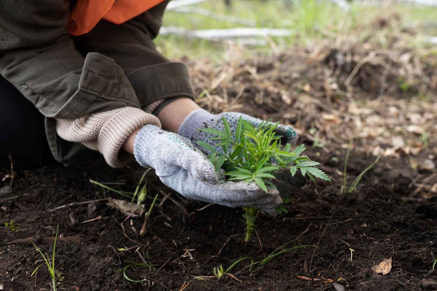 Best Tree Trimming Near Me  in New Castle, CO